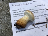Hemipholiota populnea image
