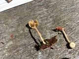 Lichenomphalia umbellifera image