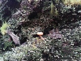 Lichenomphalia umbellifera image