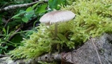 Mycena galericulata image