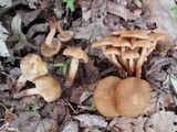 Kuehneromyces marginellus image