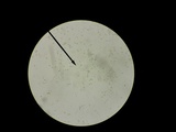 Kuehneromyces marginellus image