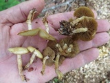 Kuehneromyces marginellus image