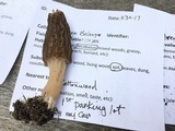 Morchella importuna image
