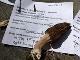 Morchella importuna image