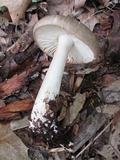 Megacollybia rodmanii image