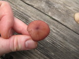 Entoloma catalaunicum image