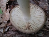 Megacollybia rodmanii image