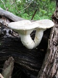 Pleurotus dryinus image