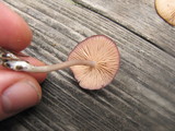 Entoloma catalaunicum image