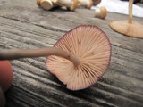 Entoloma catalaunicum image
