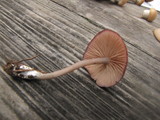 Entoloma catalaunicum image