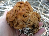 Gyromitra montana image