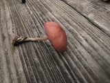 Entoloma catalaunicum image
