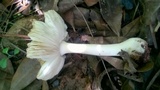 Amanita elata image
