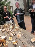 Entoloma catalaunicum image