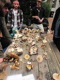 Entoloma catalaunicum image
