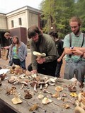 Entoloma catalaunicum image