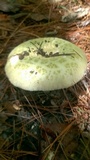 Russula virescens image