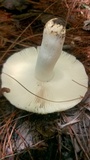 Russula virescens image
