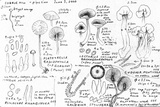 Pachycudonia monticola image