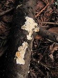 Byssomerulius corium image