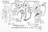 Hydropus marginellus image