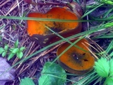 Caloscypha fulgens image