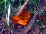 Caloscypha fulgens image