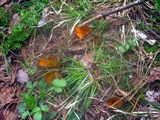 Caloscypha fulgens image
