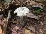 Amanita onusta image