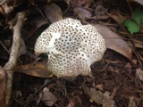 Amanita onusta image