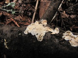 Byssomerulius corium image