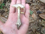 Amanita onusta image