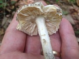 Amanita onusta image