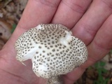 Amanita onusta image