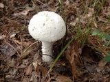 Amanita polypyramis image