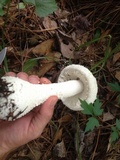 Amanita polypyramis image