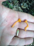 Cantharellus minor image