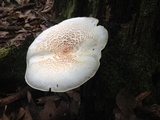 Neolentinus lepideus image