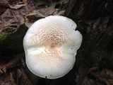 Neolentinus lepideus image