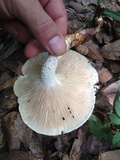 Neolentinus lepideus image