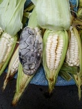 Ustilago maydis image