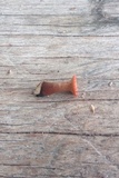 Discoxylaria myrmecophila image