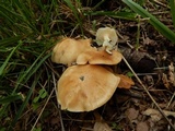 Lyophyllum decastes image