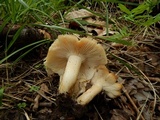 Lyophyllum decastes image