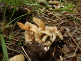 Lyophyllum decastes image