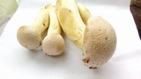 Gymnopilus luteus image
