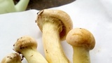 Gymnopilus luteus image