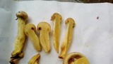 Gymnopilus luteus image